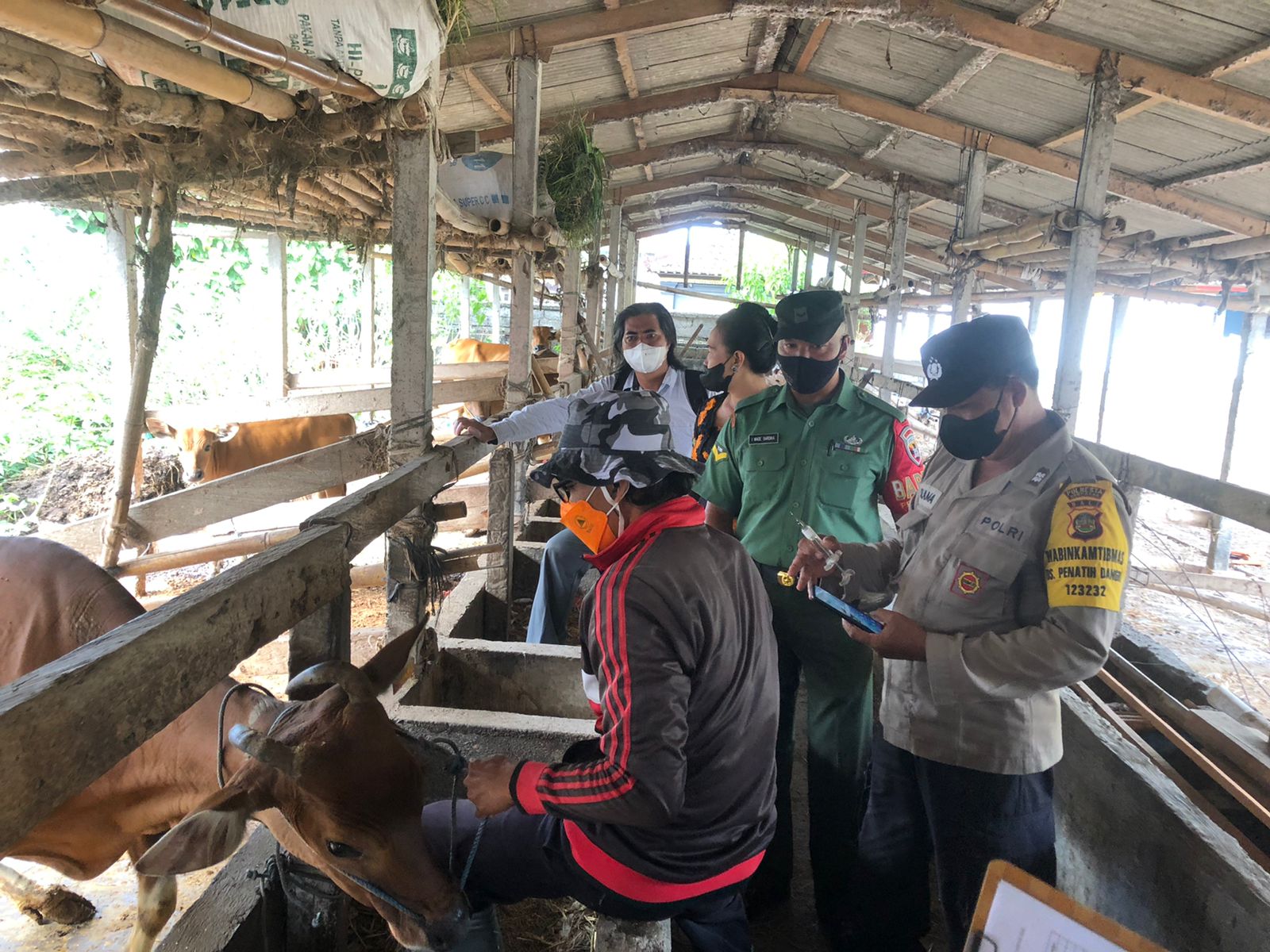 VAKSINASI PMK DAN SPRAYING 